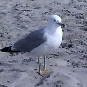 Meet your Posher, Todd